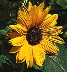 tiger_sunflower